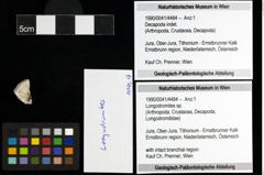 Foto (Objekt + Etiketten) von Longodromites sp. 